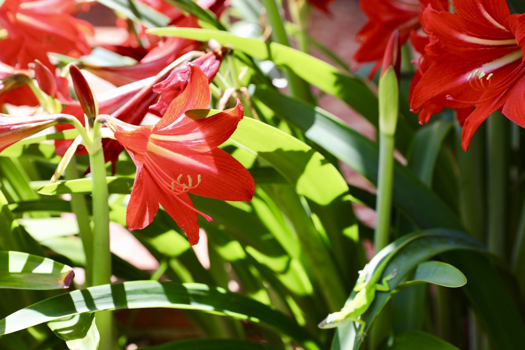 Amaryllis Bloom